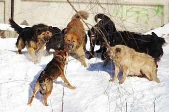 Депутаты Думы Иркутска рекомендовали мэру изыскать материальную помощь девочке, пострадавшей от укуса собаки в Ново-Ленино 